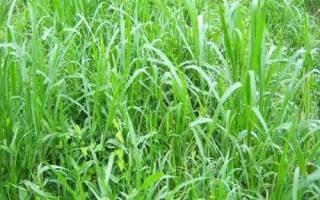 矮象草多少溫度才能安全越冬，冬季氣溫需在5℃以上