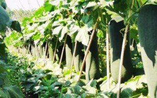 冬瓜如何正確施肥，根據(jù)冬瓜需肥的特點(diǎn)來(lái)施肥
