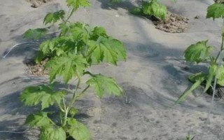 種植苦瓜的時間和方法，北方地區(qū)3-4月份可在棚內(nèi)育苗、長江流域在3月份播種