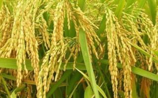 臨稻24號水稻種子介紹，屬中晚熟品種