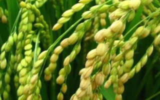中政華占699水稻品種的特性，注意防治白葉枯病