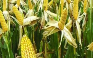 DF736玉米種簡介，中抗莖腐?。?6.2%MR）