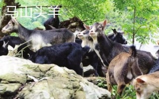 陜西羊肉的價格，不同品種價格不同