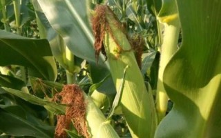 華西829玉米種簡介，該品種為高淀粉玉米品種