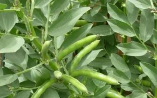 半陰半陽(yáng)適合種什么蔬菜，可以種韭菜、空心菜、蠶豆和花生等