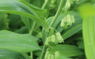 玉竹一畝地產(chǎn)多少，一畝地的產(chǎn)量為1400斤左右