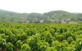 桑園冬季管理事項(xiàng)，要做好清園工作