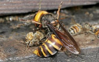 被黃胡蜂蟄了怎么辦，遠(yuǎn)離蜂巢后再用弱酸性溶液清洗傷處
