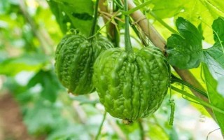 種植苦瓜的時間和方法，北方地區(qū)3-4月份可在棚內(nèi)育苗、長江流域在3月份播種