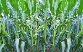 斯達(dá)糯47玉米種子介紹，該品種喜肥水