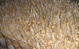 金針菇的種植方法，菌袋適合放置在20-25℃培育室內