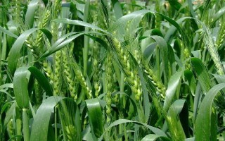 中植7號小麥種子特點，10月中下旬播種