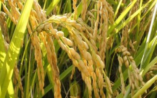 春優(yōu)83水稻品種的特性，注意稻飛虱等病蟲(chóng)害防治