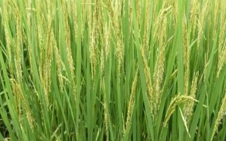 中佳龍粳1號(hào)水稻品種的特性，普通粳稻品種