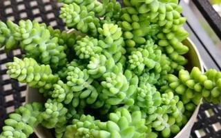 怎么養(yǎng)多肉玉墜，適宜生長溫度在20℃左右