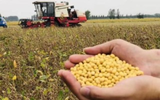 隴豆3號大豆種子特征特性，春播4月下旬-5月上旬播種