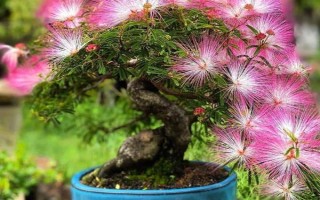 怎么養(yǎng)合歡花，在生長期間應(yīng)該保證有足夠的光照