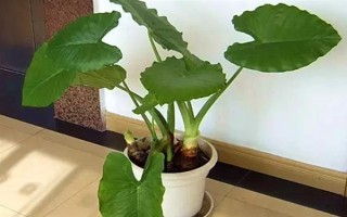 滴水觀音的養(yǎng)殖方法，適合生長(zhǎng)在濕潤(rùn)的環(huán)境中