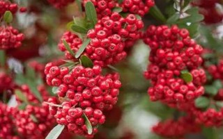 火棘的花語，寓意紅紅火火