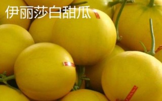 厚皮甜瓜品種，這幾個(gè)品種的瓜肉厚度達(dá)到4厘米