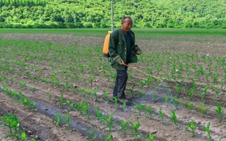 怎么防治玉米的蟲害，輪作倒茬、清潔田園可減少初侵染源