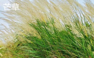 芒草和荻的區(qū)別是什么，種屬、植物樣式均不同