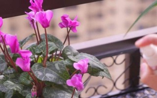 仙客來花落后如何處理，要對(duì)其進(jìn)行修剪