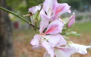 紫荊花的花語，寓意繁榮、壯觀、奮進