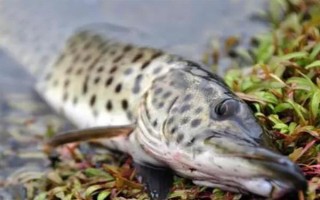 狗魚的生活習(xí)性，我國(guó)有黑斑狗魚和白斑狗魚兩種