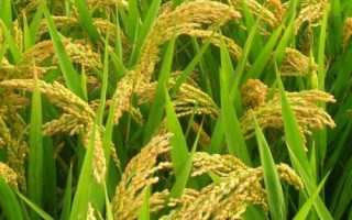 我國水稻之父是指，袁隆平院士被譽(yù)為“雜交水稻之父”