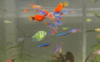 熱帶魚水渾濁怎么辦，需要給它適當(dāng)換水