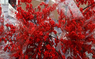 北美冬青好不好養(yǎng)，北美冬青好養(yǎng)