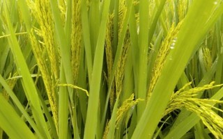 吉優(yōu)隆占水稻品種簡介，該品種株型適中