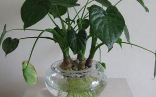滴水觀音的施肥方式，在生長期施氮磷鉀復(fù)合肥最為合適