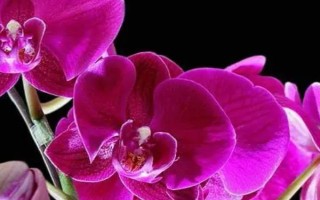 蝴蝶花有什么花語，具有請思念我、沉默的愛等寓意