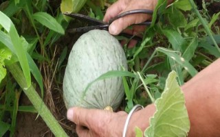 南瓜的種植方式，選擇4月至5月之間進(jìn)行栽種