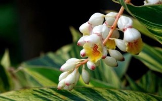 豆蔻的特點(diǎn)，是生活中常見的一種調(diào)料