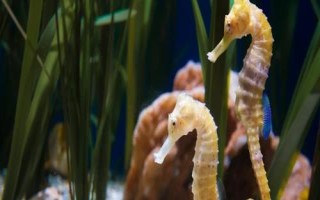 10種動(dòng)物的繁殖方式，不同種類的繁殖方式各有差異