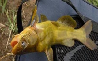 釣黃顙魚最佳時(shí)間，夏季和初秋的晚上是釣黃顙魚的黃金時(shí)間
