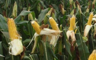 萬白糯66玉米種子特征特性，畝植密度3200株左右