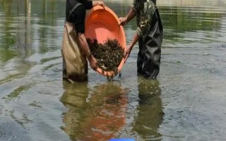 春季怎么養(yǎng)殖河蟹，連續(xù)遇到陰雨天氣時要增加池水深度