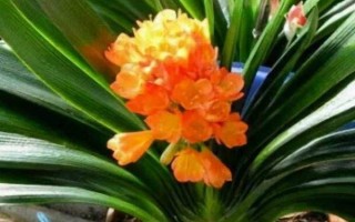 君子蘭夾箭花腐爛了的處理方法，需立即修剪腐爛的花箭