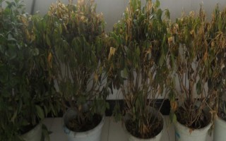 如何救活凍傷的植物，需要根據(jù)不同狀況作出相應(yīng)的措施