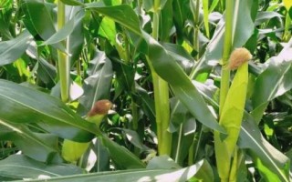 圳甜6號玉米種子介紹，春植生育期78天