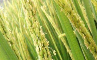 華中優(yōu)9326水稻種子特征特性，高抗白葉枯病(1級(jí))