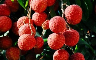 荔枝什么品種產(chǎn)量最高，這8個(gè)品種畝產(chǎn)均可達(dá)3000斤左右