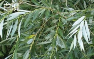柳樹有哪些品種，包括旱柳、垂柳、白柳、爆竹柳等種類