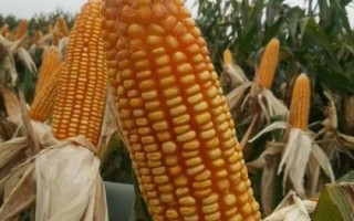 T618玉米品種簡(jiǎn)介，注意防治大斑病