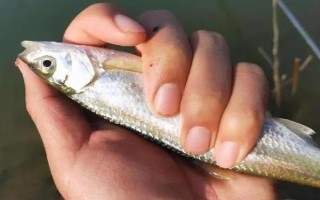 釣白條魚可以用什么餌料，腥餌還是香餌效果都很不錯