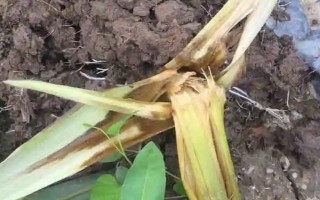 真金青貯31玉米品種的特性